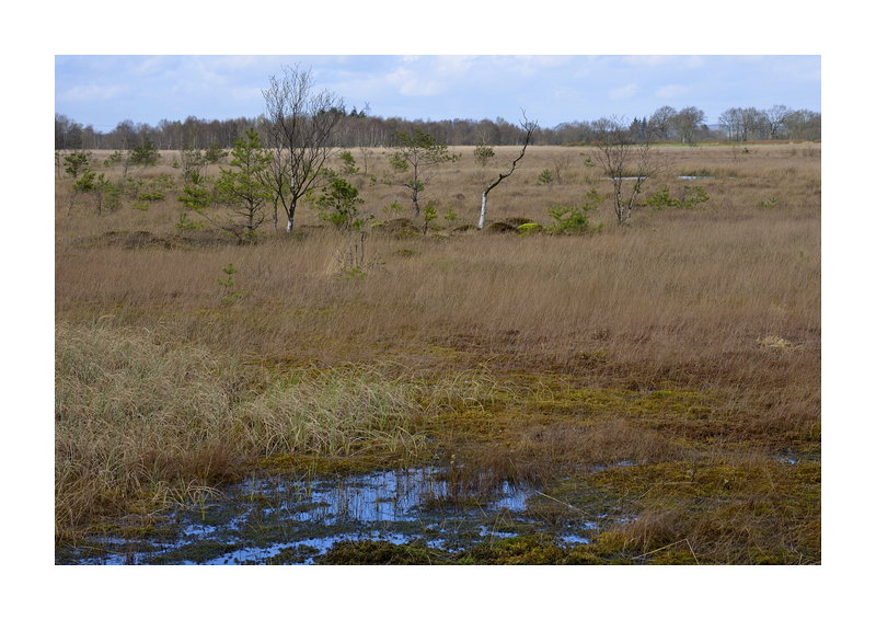 Duvenstedter Moor