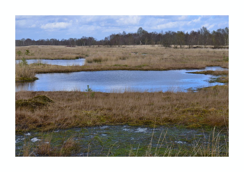 Duvenstedter Moor