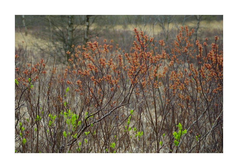 Duvenstedter Moor