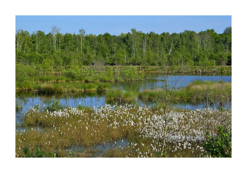 Tarbeker Moor