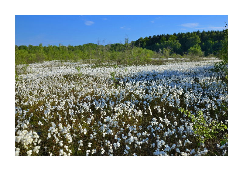 Tarbeker Moor