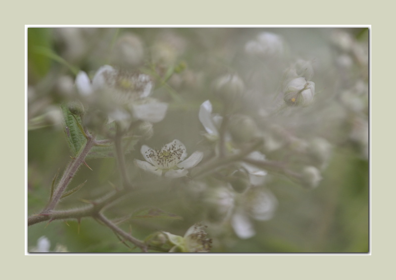 Brombeerblüte