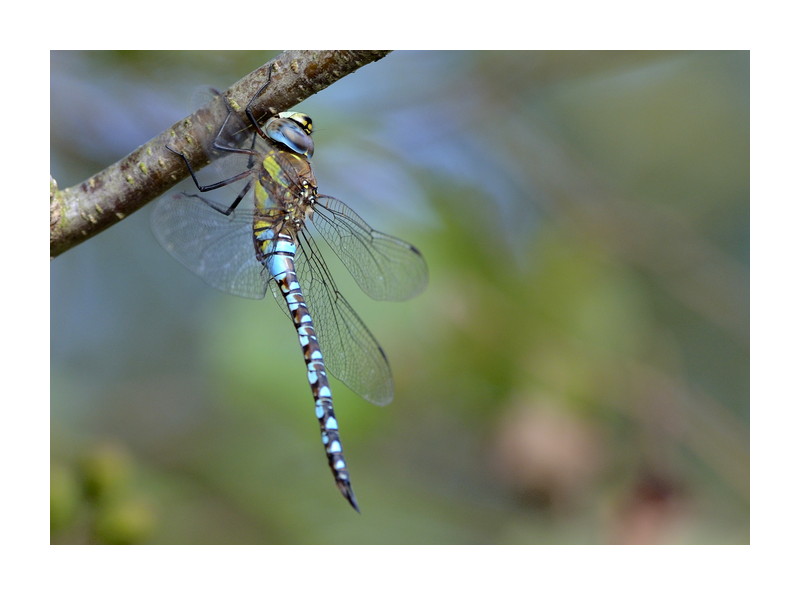 Insekten im September