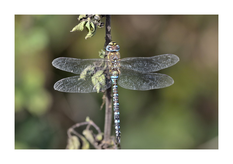 Insekten im September