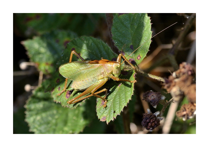 Insekten im September