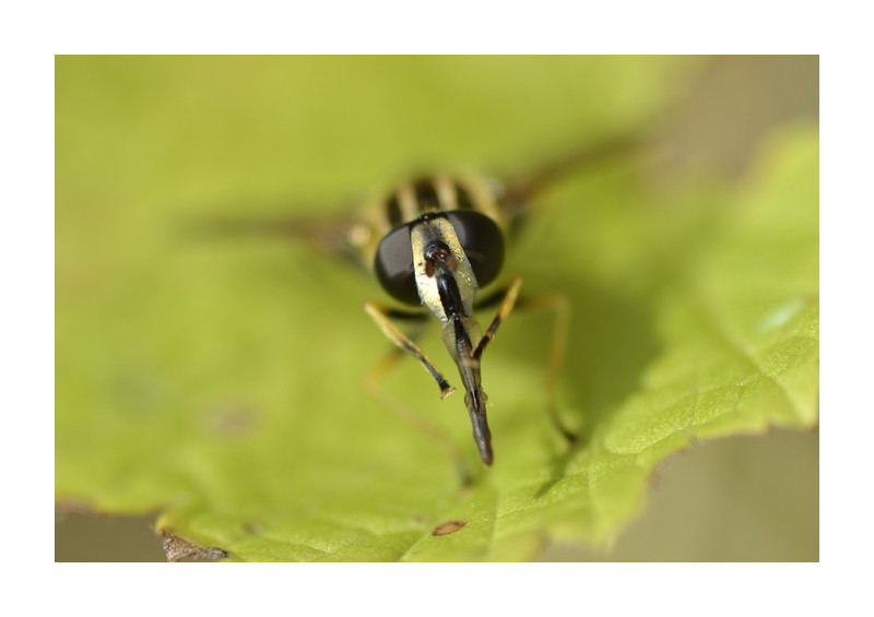 Insekten im September