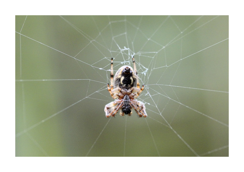 Insekten im September