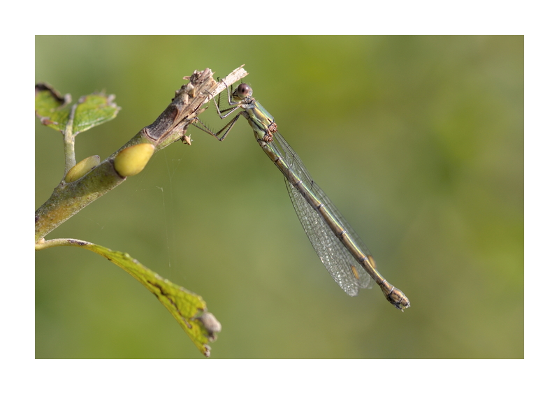 Insekten im September