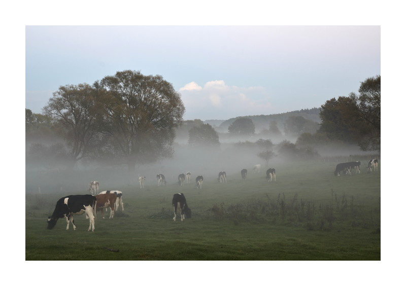 Bodennebel