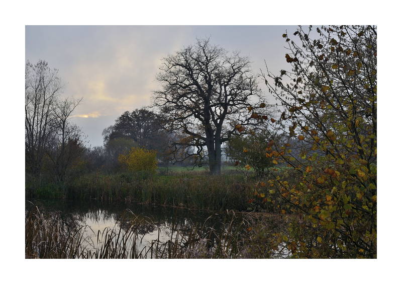 Lammershagener Teich