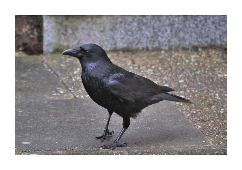 Vögel am Haus