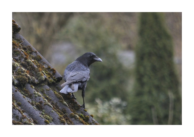 Vögel am Haus