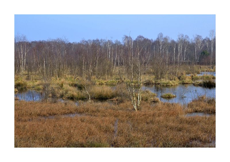 Tarbeker Moor