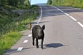 030a-swe-tiere.jpg